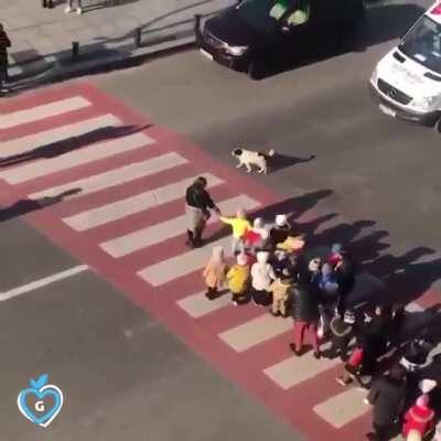 In Georgia, there's a stray dog who has made it his job to protect this kindergarten class so they can cross the street safely. He shows up every single day, even barking at cars that don't stop.