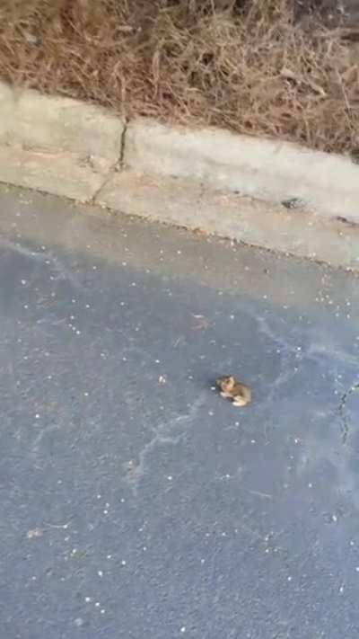 A Eastern Cottontail Baby Rabbit 🐇