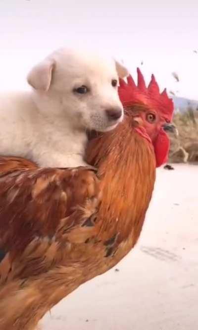 Puppy and rooster can also be good friends