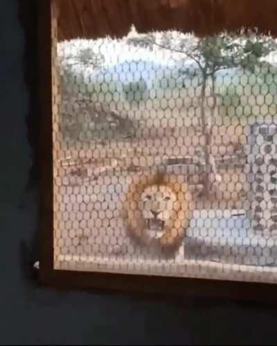 A man wakes up and finds a lion looking at him through his window