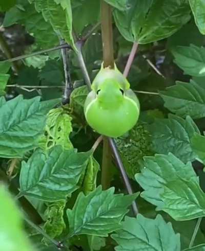 Wunkus is like a small green balloon.