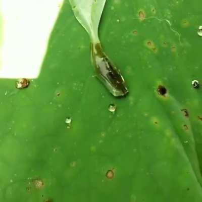 Shrimp isolated in a water droplet using surface tension to make their way back to the water.