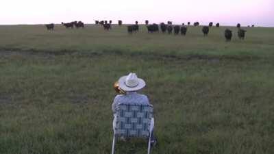 Cows rush to listen to the musician.