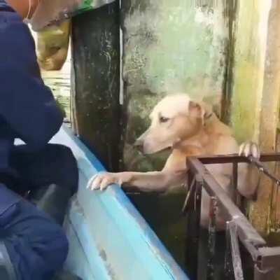 Scared dog saved from a flood