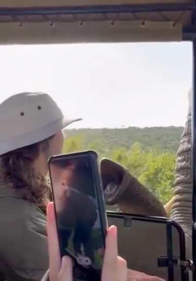 Intense and fascinating elephant/human interaction