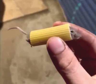 Mouse stuck in pasta