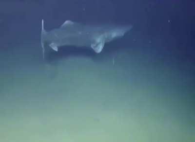 A Greenland Shark, aged 392 years, found in the Arctic Ocean, has roamed the waters since 1627.