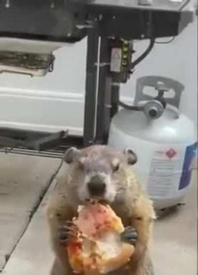 You want to see a groundhog, taunting a dog, by eating a pizza.