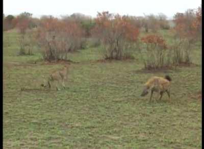 Gazelle escapes from hyena and cheetah by playing dead