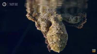 🔥 Octopus changing colors as it sleeps 🔥