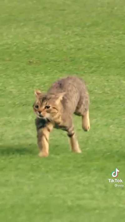 Kitteh running across Yankee Stadium (slo-mo)