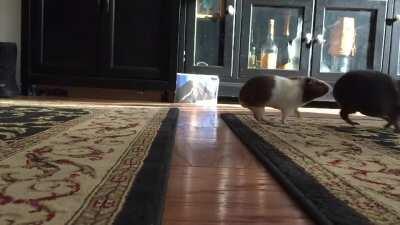 Guinea pigs Jumping over the Lava