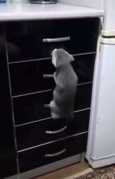 Learning to climb 