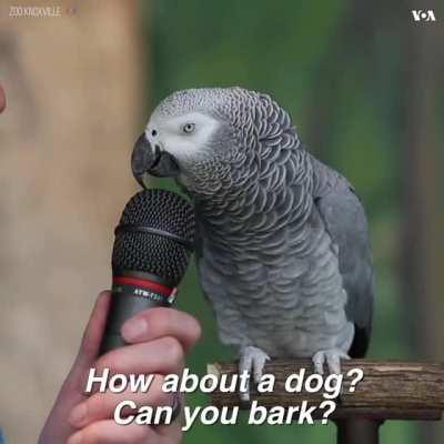 Parrot imitates other animal’s sounds and speaks English.