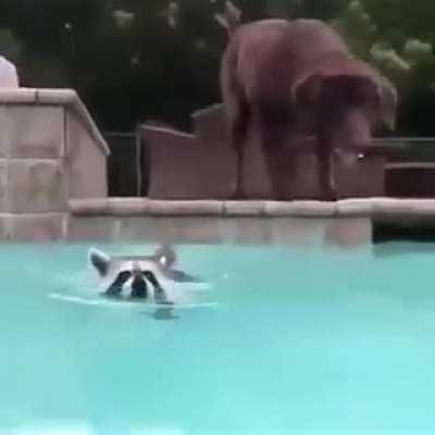 Interspecies swim team