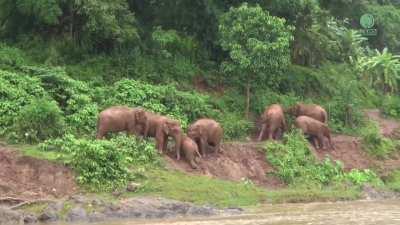 Elder elephants help a young one climb back from the riverbank