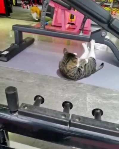 Motivation Cat - No excuses!