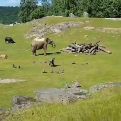 Baby elephant running around, falls and just like a kid would, runs back to the parent to make sure all is ok.