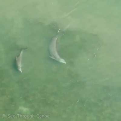 Dolphin launching a fish over a dock with its tail