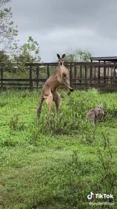 How much money for you to fist fight this kangaroo?