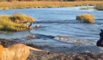 Hippo attacks 3 lions crossing the river