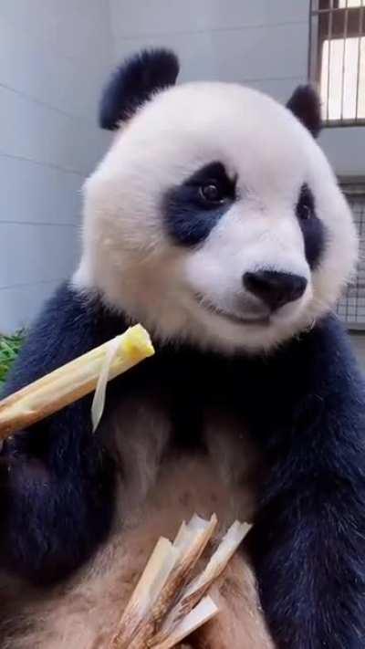 Bamboo chomp time with cute pauses