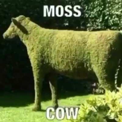 Moss cow