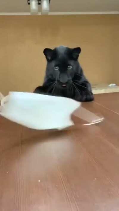 Baby Panther Chasing a Facemask on a Stick