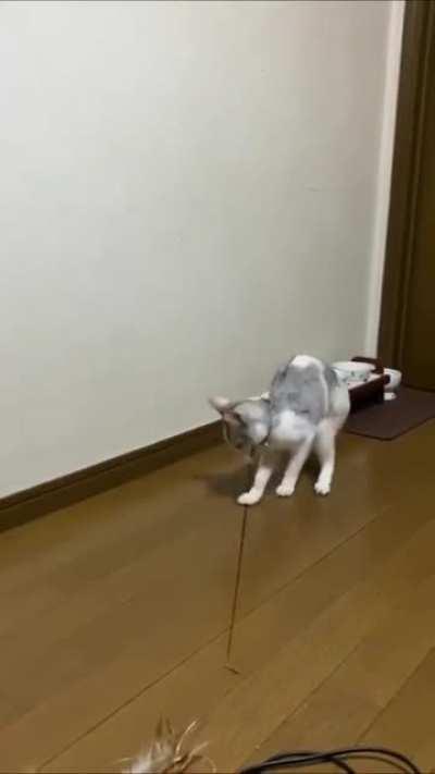 Cat playing with itself