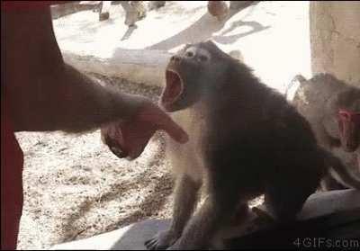 Man showing a magic trick to a monkey