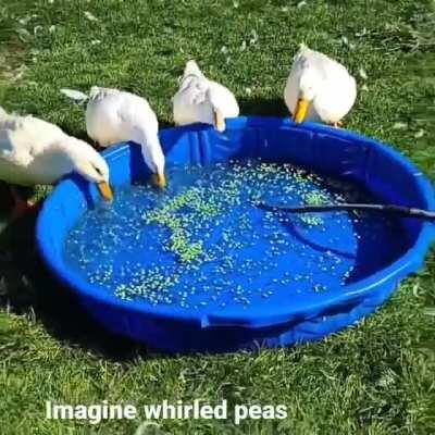 DUCKOS GOT A POOL FULL OF PEAS