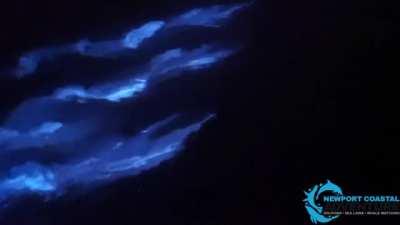 Nature is LIT! Dolphins swimming in Bioluminescence totally look like spirit guides!