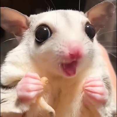 Little sugarglider eating bugs with great appetite