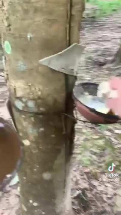 🔥 Latex Harvesting from the rubber trees