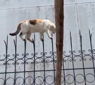 tiptoeing along a fence