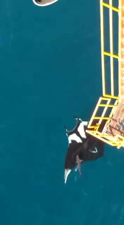 🔥 Huge Manta Ray Spotted Near Trinidad, swimming with sharks