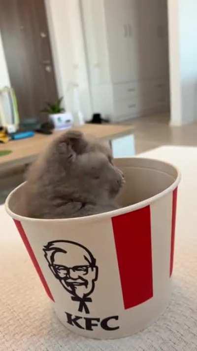 Fast food kitten :))