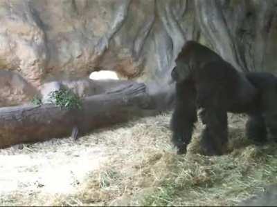 Silverback Gorilla Dad really enjoys playing with his daughter.