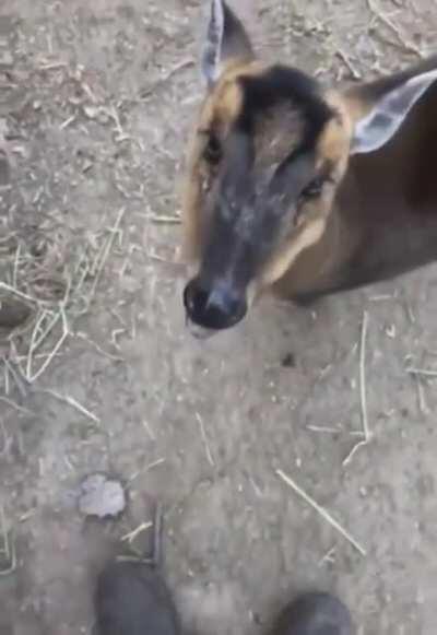 Deer eating banana slice.