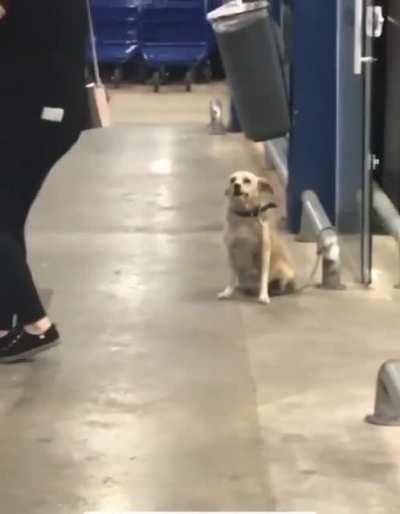 Dog says goodbye to everyone who leaves the store