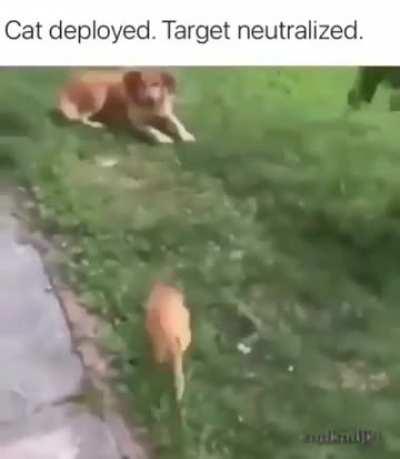 appreciate the power of orange cat🤣🤣