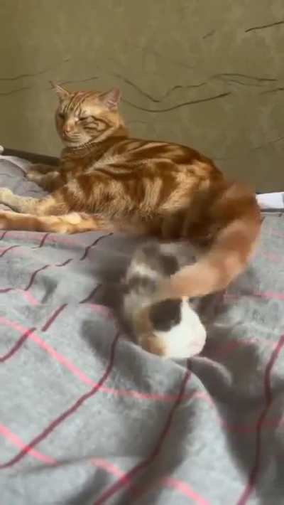 Wunk doesn’t like little one