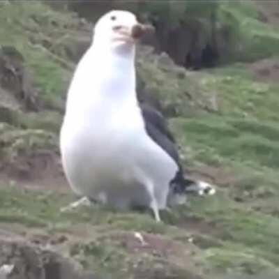 Seagull eats a rabbit