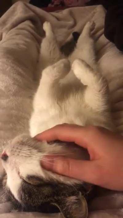 Took this video a couple days before he passed away from cancer, Davos loved a good chin rub with his feetsies up