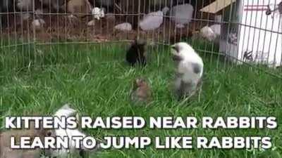 Kitties raised near rabbits learn to jump!