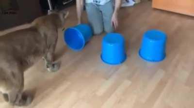 This giant mountain lion playing the shell game to win his favorite stuffed toy