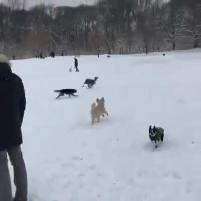 Grey hound starts zoomie riot at dog park