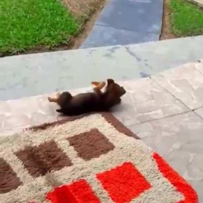 Puppy playing with a butterfly..