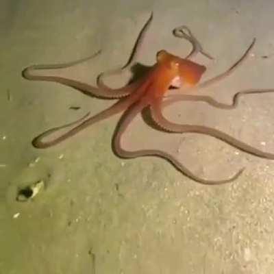 🔥 The sand octopus cannot change colors, but it can hide.