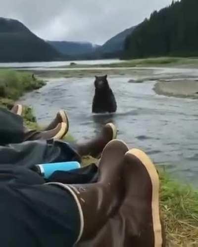 Humans stay very calm as wild bear runs in front of them.